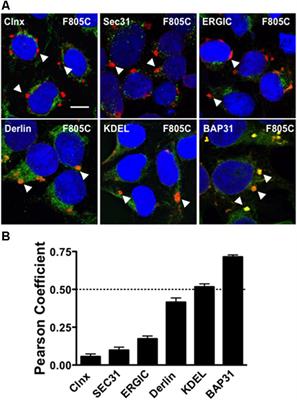 Visualizing Mutation-Specific Differences in the Trafficking-Deficient Phenotype of Kv11.1 Proteins Linked to Long QT Syndrome Type 2